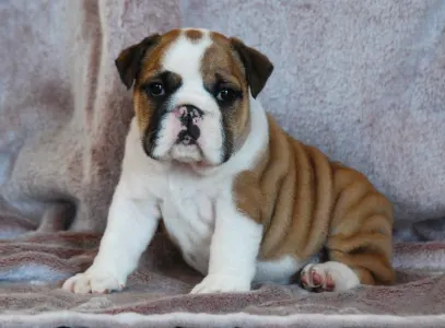 Angol bulldog - Rengőhegyi-ormán Delisa