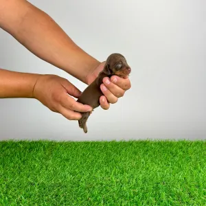 Dachshund - Casar