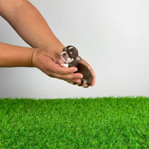 Чихуахуа - Nikita