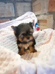 Yorkshire Terrier - Wind Power