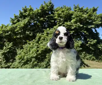 American Cocker Spaniel - English Levander
