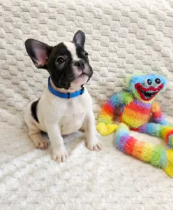 Francia bulldog - Christmas Dragons Dante Jr.