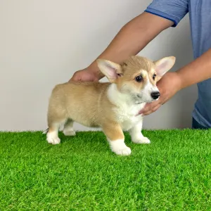 Welsh Corgi Pembroke - Rydia