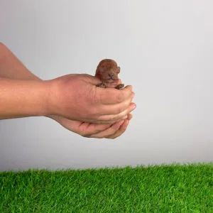 Pudel miniaturowy - Jumpy