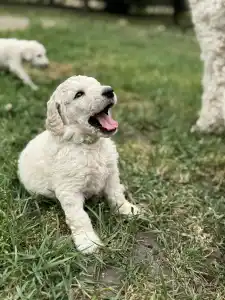 Poodle Standard - Giant Miracles Dragan Dance Of The Soul!