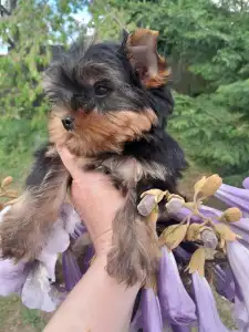 Yorkshire Terrier - Shazam