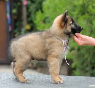 Belgischer Schäferhund - Szoszo ( Xoxo)