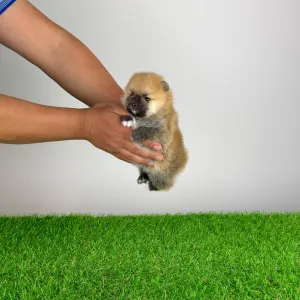 Spitz tedesco piccolo - Bennet