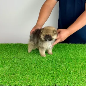 Pomeranian - Poppy