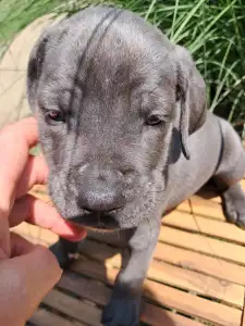 Cane Corso Italiano - Brutus