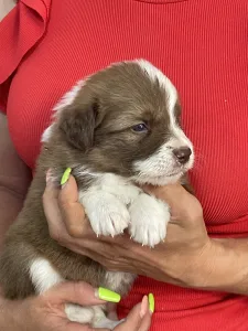 Border Collie - Milka/ Chocolate Sable Szuka