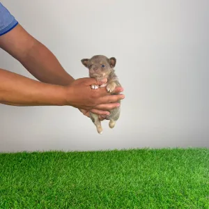 Chihuahua - Hella