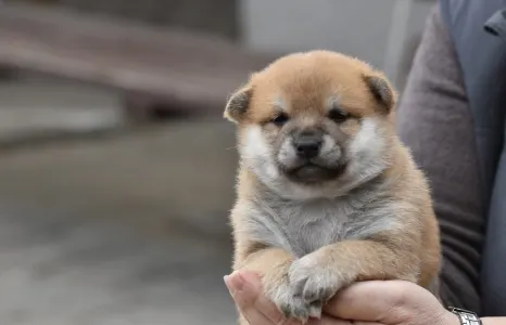 Shiba - Bravados F