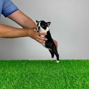 Boston Terrier - Yummy