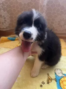 Border Collie - Dazzling Borders Addicted To You 