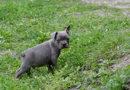 Bulldog francez - Montclair