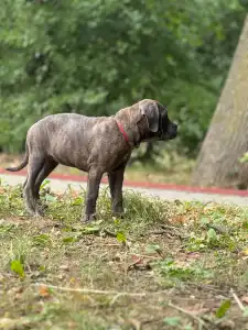 Cane Corso Italiano - Alessia