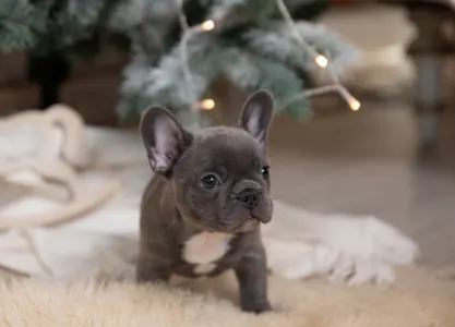 French Bulldog for sale Domb v r Thuglife Kennel Thug Life