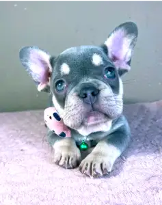 Francia bulldog - Kira