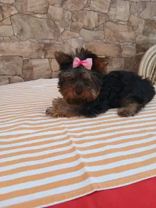 Yorkshire Terrier - Tina