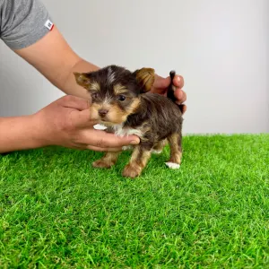 Yorkshire Terrier - Medox