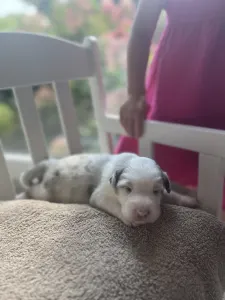 Australian Shepherd - Emily