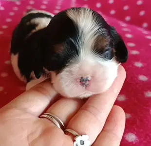 Kavalír King Charles španěl - Nordica