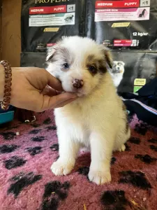 Border Collie - Red Merle Szuka