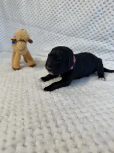 Portugalský vodní pes - Bella