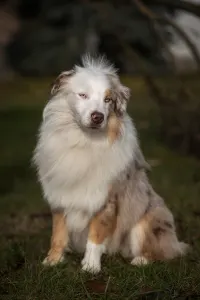 Miniature American Shepherd - Lightlake Only You