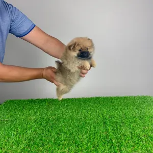German Pomeranian Spitz - Dinlay