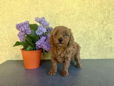 Trpasličí pudl - Hella