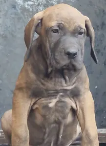 Brazil masztiff - Jasmin,  Jovana, 