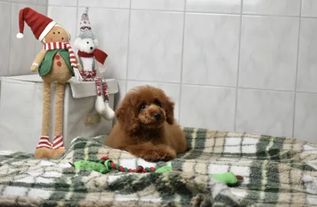 Zwergpudel - Bravados Azur