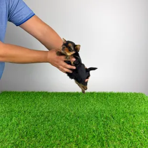 Yorkshire terrier - Glory