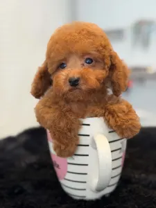 Caniche Toy - Harry