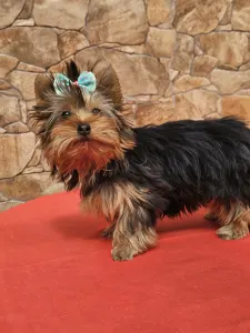 Yorkshire Terrier - Carola