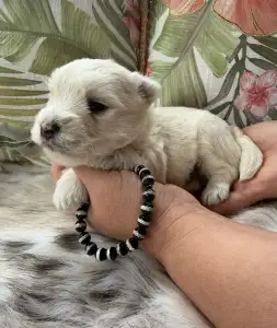West Highland White Terrier - Boss