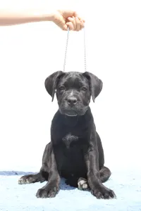 Кане-корсо - Chester