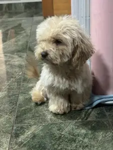 Maltipoo - Maci