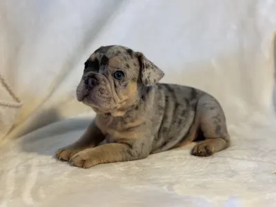 French Bulldog - Nico
