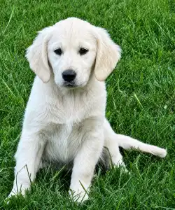 Golden Retriever - Tesa