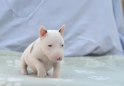 Bullterrier pitic - Logan