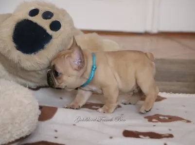French Bulldog - Ben