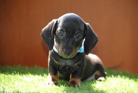 Dachshund - Oscar