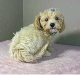 Maltipoo - Brian