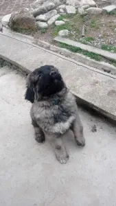 Caucasian Shepherd Dog - Cián