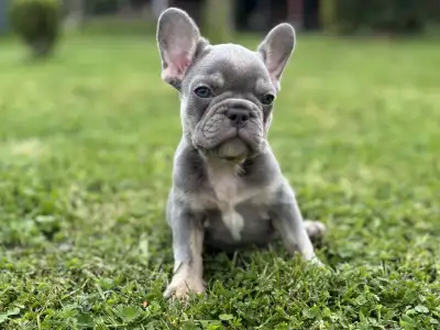 French Bulldog - Alma 