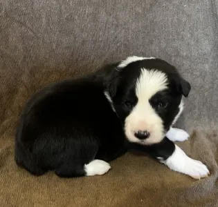 Border Collie - Gracy