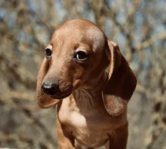 Teckel - Ms Hungary Hug Me Strongly 